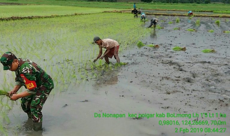 Sukseskan Swasembada Pangan, Serda Zainudin Dampingi Petani Tanam Padi ...